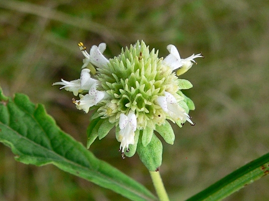 {Hyptis alata}